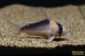 コリドラス デュプリカレウス