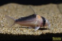 コリドラス デュプリカレウス