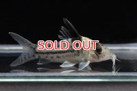 コリドラス・インコリカーナ（ペペリア）（Ｌ）n3 動画あり　お客様感謝価格！！