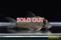 コリドラス・ｓｐ・ホワイトルイーザ n2　お客様感謝価格！！