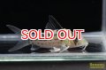 コリドラス・インコリカーナ（ペペリア）（Ｍ）n1 動画あり　お客様感謝価格！！