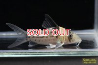 コリドラス・インコリカーナ（ペペリア）（Ｍ）n1 動画あり　お客様感謝価格！！