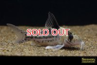 コリドラス・インコリカーナ（ペペリア）（Ｌ）n1 動画あり　お客様感謝価格！！