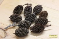 天然素材　やしゃぶしの実 10個