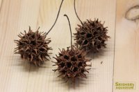天然素材　フウの実 3個 （モミジバフウ）