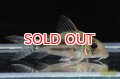 コリドラス・ブリットイ（Ｍ）n-3 お客様感謝価格！！