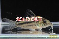 コリドラス・ブリットイ（Ｍ）n-5 お客様感謝価格！！