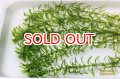 水草 アナカリス 金魚藻５本セット