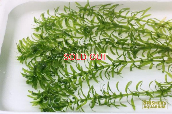 画像1: 水草 アナカリス 金魚藻５本セット
