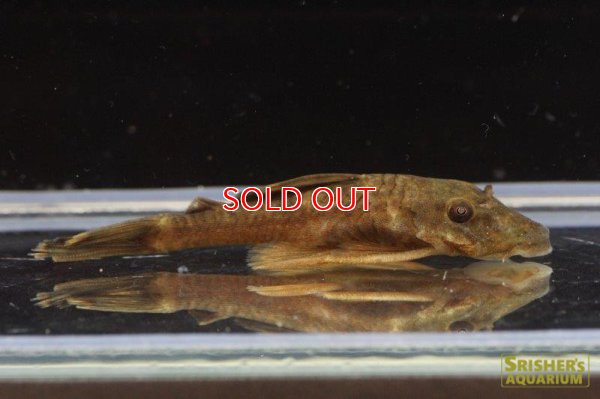 画像6: アンシストルス・ｓｐ・リオグァロホ（ブラウン）