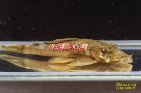 画像4: アンシストルス・ｓｐ・リオグァロホ（ブラウン）