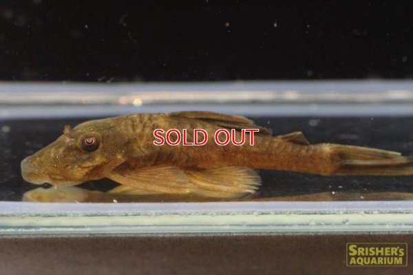 画像7: アンシストルス・ｓｐ・リオグァロホ（ブラウン）