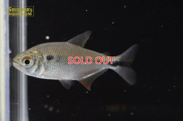 画像8: ワイルドアスティアナックス・ｓｐ・リオイサナ