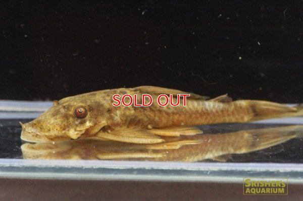 画像5: アンシストルス・ｓｐ・リオグァロホ（ブラウン）