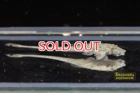 ロリカリア・ｓｐ・（リオイサナ）（４ｃｍ）１匹のみ