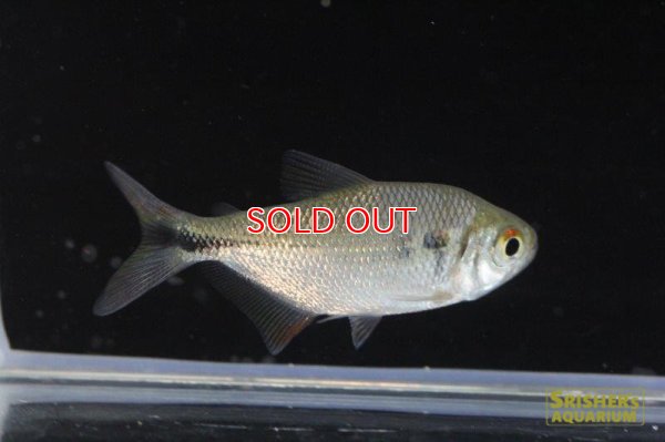 画像7: ワイルドアスティアナックス・ｓｐ・リオイサナ