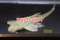 ロリカリア・ｓｐ・（リオイサナ）（１５ｃｍ）１匹のみ