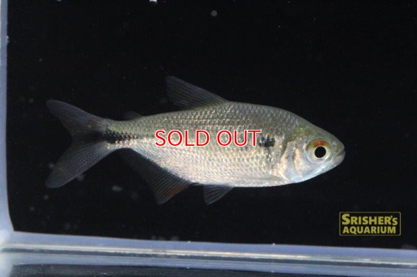 画像6: ワイルドアスティアナックス・ｓｐ・リオイサナ