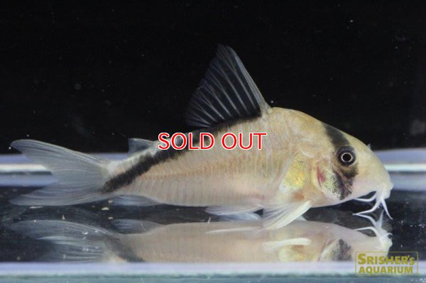 画像3: コリドラス・スプレマメリーニ（M-L） (イサナ上流) (A産地個体)