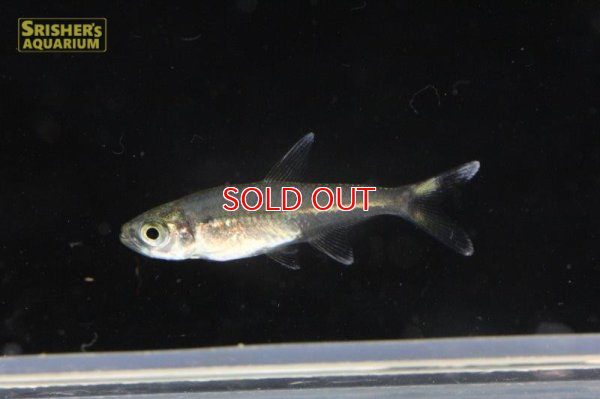 画像4: ワイルドカラシン sp. ブラックトップテール（リオイサナ）