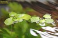 水草 ドワーフアマゾンフロッグピット (１株) (国産)