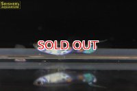 ワイルドグッピー（リオムコ）（国産ブリード）（ペア）