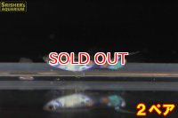 ワイルドグッピー（リオムコ）（国産ブリード）（２ペア）