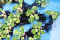水草 ホテイ草 ホテイアオイ (１株) (国産)(浮き草)