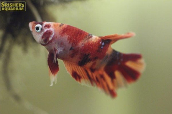 画像4: ベタ　キャンディ　ニモ（オス）