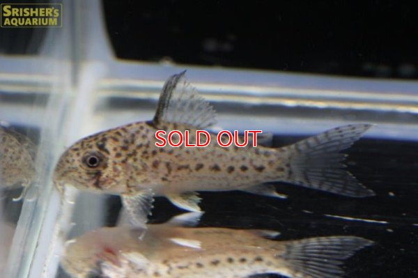 画像4: コリドラス ｓｐ. エヴァニウダ（ブリード）