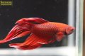 トラディショナル ベタ オス レッド系