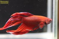 トラディショナル ベタ オス レッド系