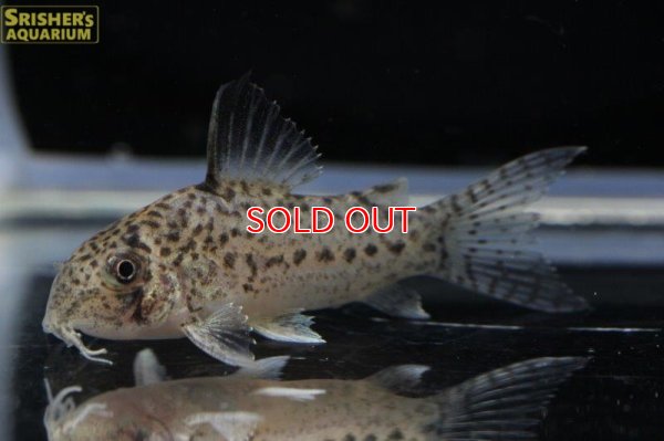 画像6: コリドラス ｓｐ. エヴァニウダ（ブリード）