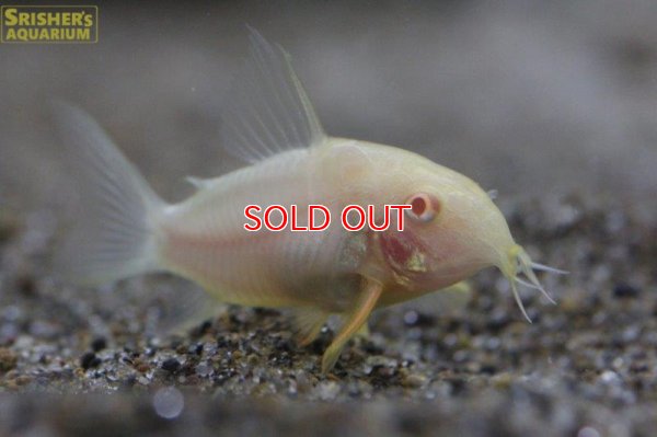 画像1: コリドラス　アルビノステルバイ