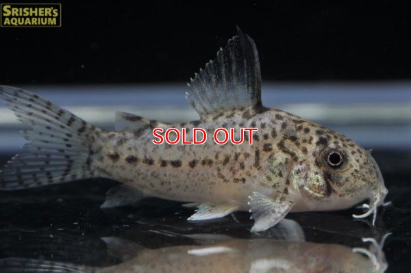 画像3: コリドラス ｓｐ. エヴァニウダ（ブリード）