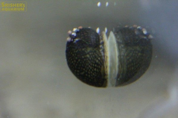 画像1: 石巻貝（イシマキガイ）