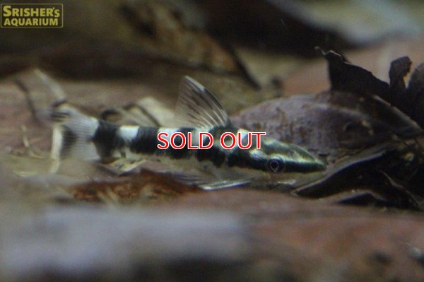 画像4: ゼブラオトシン（リアル）