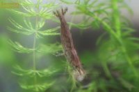 ミナミヌマエビ