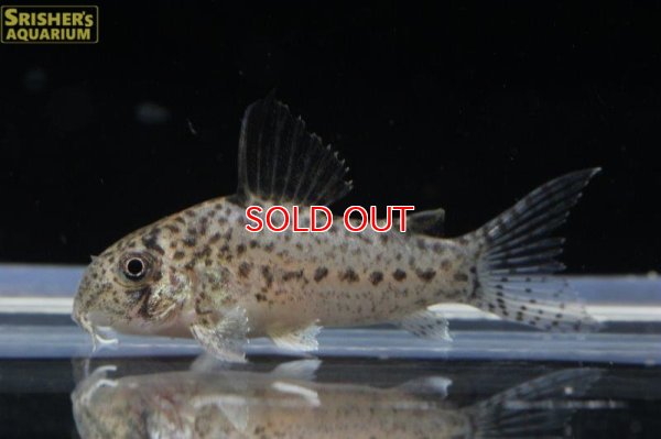 画像5: コリドラス ｓｐ. エヴァニウダ（ブリード）