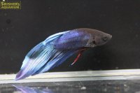 トラディショナル ベタ オス ブルー