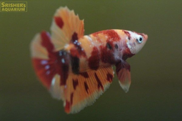 画像2: ベタ　キャンディ　ニモ（オス）