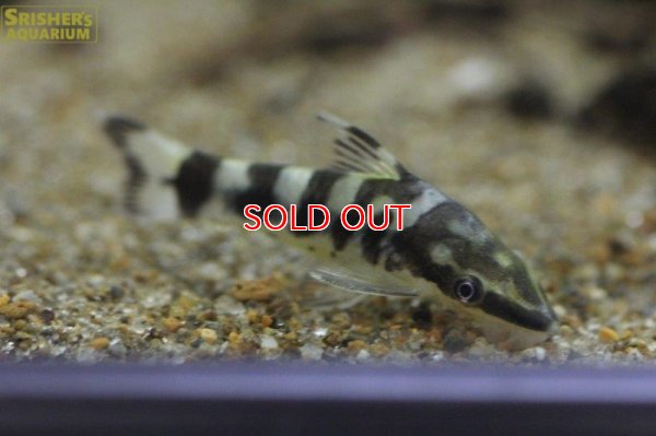 画像7: ゼブラオトシン（リアル）