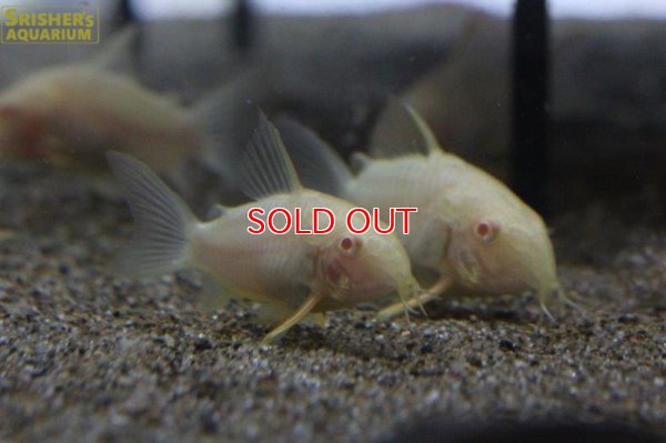 画像3: コリドラス　アルビノステルバイ