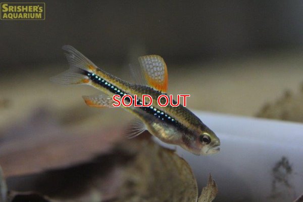 画像8: ワイツマニーテトラ（リオイサナ）