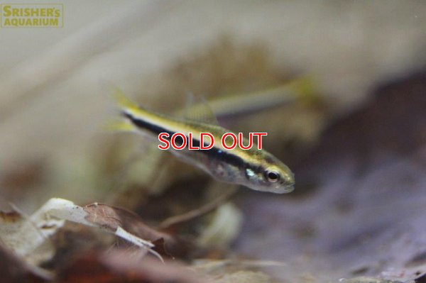 画像7: ワイツマニーテトラ（リオイサナ）