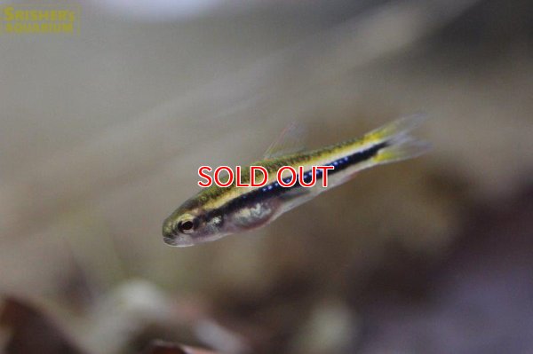 画像6: ワイツマニーテトラ（リオイサナ）