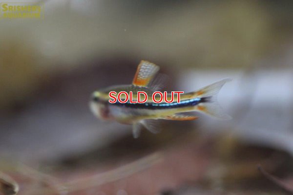 画像4: ワイツマニーテトラ（リオイサナ）