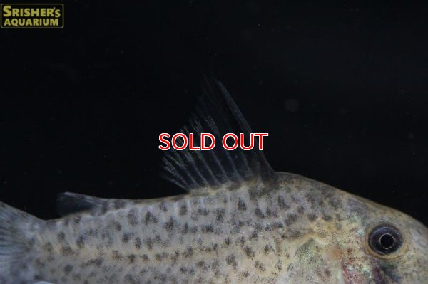 画像3: コリドラス ｓｐ. ダニエル（ブリード）