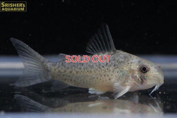 画像6: コリドラス ｓｐ. ダニエル（ブリード）３匹