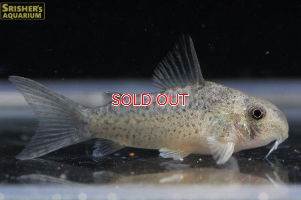 画像5: コリドラス ｓｐ. ダニエル（ブリード）３匹